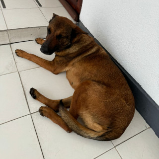  | Raza Mestiza, cruza de Pastor Belga Malinois | Encontrada