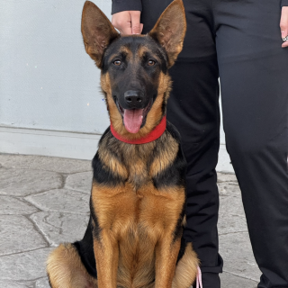 ZASHA | Raza Pastor Alemán | Perdida