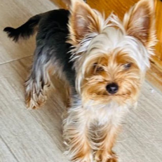 DEXTER | Raza Yorkshire Terrier (Yorkie) | Perdido