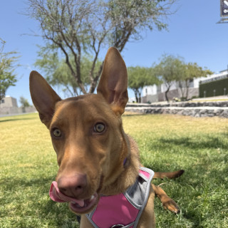 TRUFA | Raza Mestiza | En Adopción