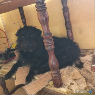 MAX | Raza Mestizo, cruza de Schnauzer | Perdido