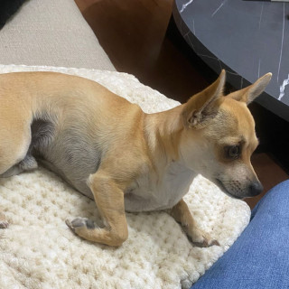 BINGO | Raza Chihuahua | Perdido