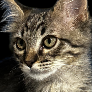 CHOCO | Raza Doméstico Americano de pelo semilargo | En Adopción