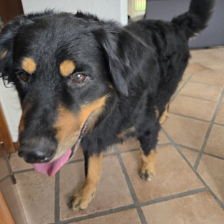  | Raza Mestizo | Encontrado