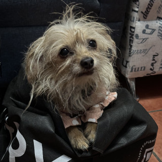 KYAH | Raza Mestiza, cruza de Chihuahua con Schnauzer | Final Feliz