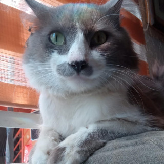 MOSTACHITO | Raza Doméstico Americano de pelo semilargo | Final Feliz