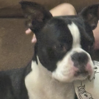 CHALINO | Raza Boston Terrier  | Perdido