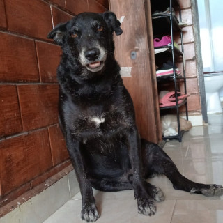 TUTO | Raza Mestizo | En Adopción