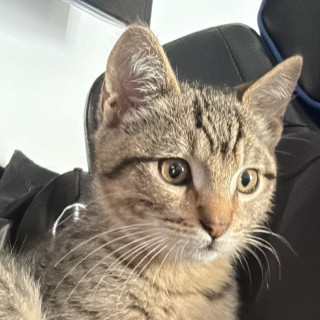 RICKY | Raza Doméstico Américano de Pelo Corto | Final Feliz