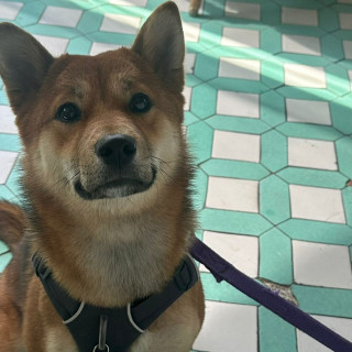 HACHI | Raza Shiba Inú | Final Feliz