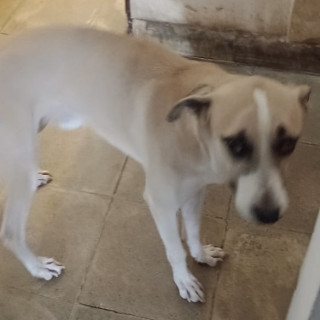 LUCAS | Raza Mestizo | Perdido