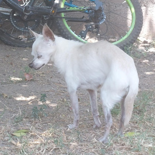 LORD | Raza Chihuahua | Perdido