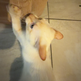 MITCHO | Raza Aslan o Siamés moderno, punto flama | Perdido