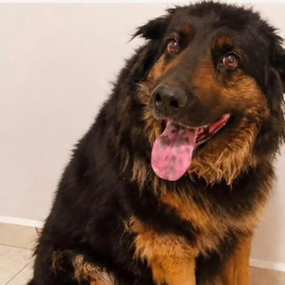 Foto de LAIKA