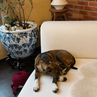  | Raza Mestiza, cruza de American Pitbull Terrier | Encontrada