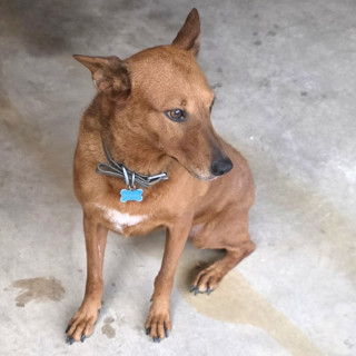 COYOTA | Raza Mestiza | Final Feliz