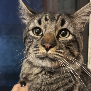 MACHIS | Raza Doméstico Americano de pelo semilargo | Perdido