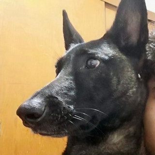 NALAH | Raza Pastor Belga Maliniois | Perdida