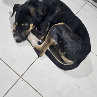  | Raza Mestiza | Encontrada