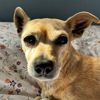 CANELA | Raza Chihuahua | Perdida