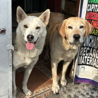 YUNA | Raza Husky Siberiano | Perdida