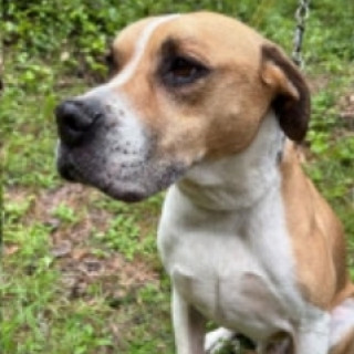 KLARC | Raza Mestizo,  cruza de American Pitbull Terrier | Final Feliz