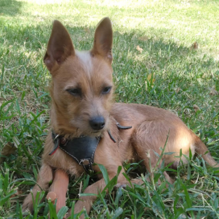 JERRY | Raza Chihuahua | Perdido