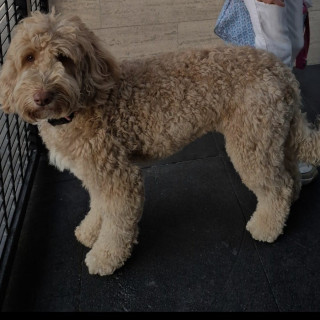 LUNA | Raza Mestiza, Cruza de Labrador con Poodle (Labradoodle) | Final Feliz
