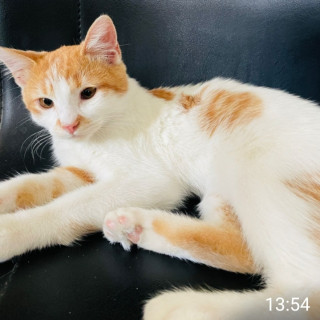 JERRY | Raza Doméstico Américano de Pelo Corto | Perdido