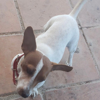 KHALI | Raza Jack Russell Terrier | Perdida