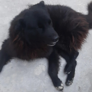 SKIPER | Raza Mestizo | Perdido