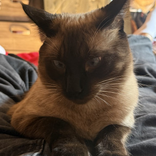 WHISKY | Raza Siamés Punto Foca | Perdido
