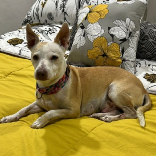 CHATO | Raza Mestizo | Perdido