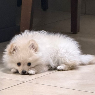 GIORGIO | Raza Pomerania | Perdido