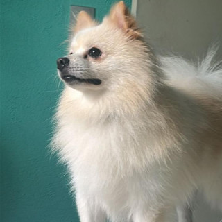 MALVADO KISKIRISKIS | Raza Pomerania | Perdido