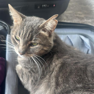 ADOLFA | Raza Doméstico Américano de Pelo Corto | Perdida