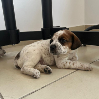 HERMOSO CACHORRITO | Raza Mestizo | En Adopción