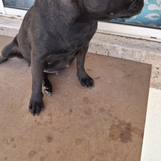 DIXIE | Raza Pug o Carlin | Perdida