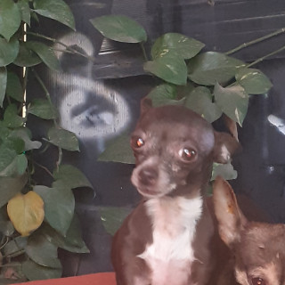 MORUCITA | Raza Chihuahua | Perdida