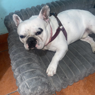 KOBY | Raza Bulldog Francés  | Final Feliz