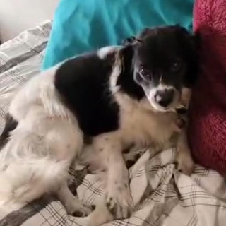 SHANTI | Raza Mestiza, cruza de Border Collie | Final Feliz