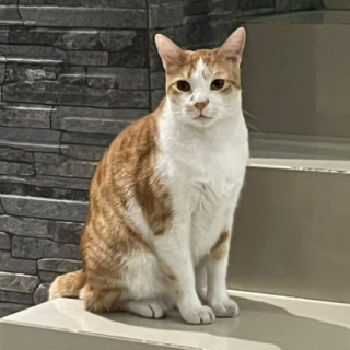 HOONIE | Raza Doméstico Américano de Pelo Corto | Perdido