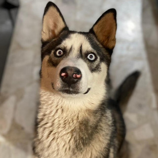 ATLAS | Raza Husky Siberiano | Perdido