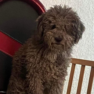 BLACKY | Raza Mestizo, cruza de Schnauzer con French Poodle,  (Schnoodle). | Perdido