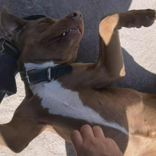 CANELO | Raza American Pitbull Terrier | Final Feliz