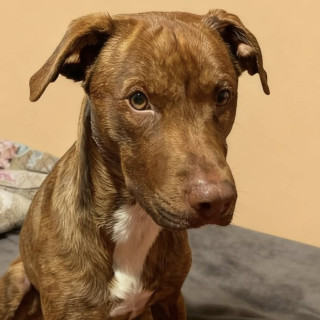 Foto de PECAS