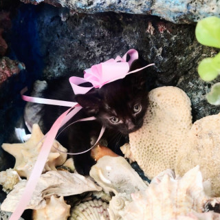 Foto de HERMOSA GATITA
