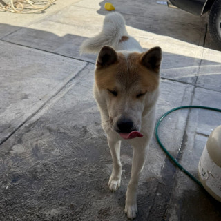CHASE | Raza Akita Americano   | Perdido