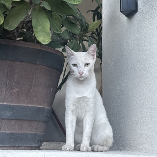 Foto de CHILLÓN