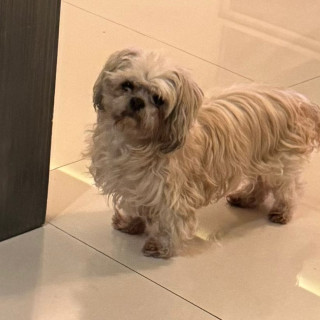 BRUNO | Raza Shih Tzu  | Perdido
